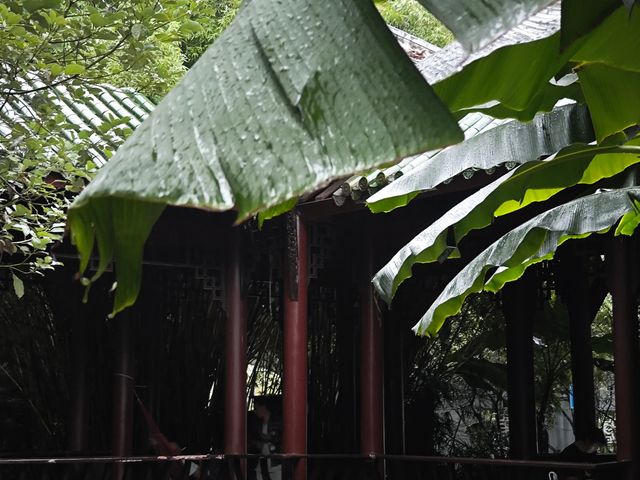 在雨中尋找棠湖