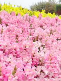 佛山春日賞花好去處，大片花海已開滿山坡