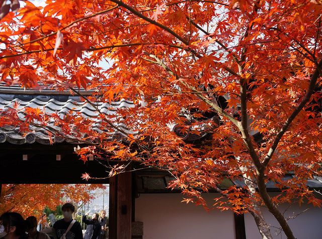 打卡京都圓光寺