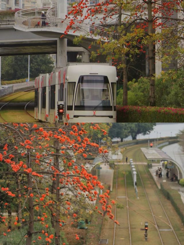 廣州春日遊 | 2 元木棉花有軌電車，帶你領略花城之美