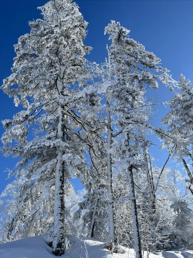 If you didn't make it to Harbin Ice and Snow World, these places are also great!