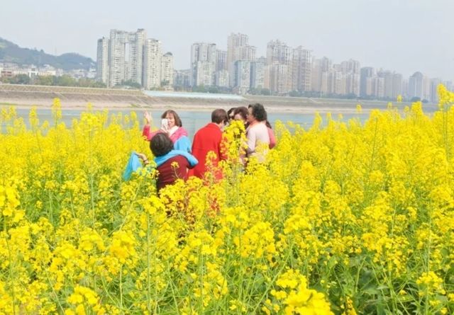 宜賓城邊的油菜花海，叙永區雪灘公園賞花去