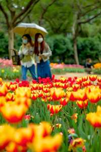 2024年廣州雲台花園鬱金香花展‖雲台花園的鬱金香花開了