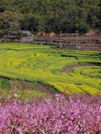 大理雾本賞花之旅｜為桃花而來，卻更愛油菜花！（附攻略）