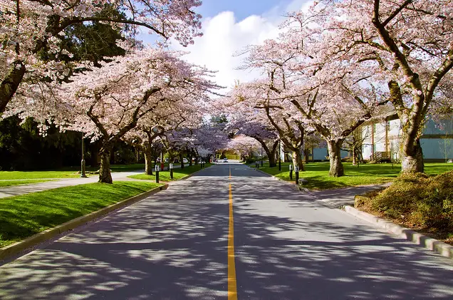 2024年バンクーバーお花見ガイド