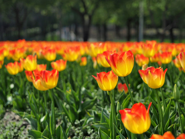 50萬株花朵怒放，上海阔别兩年的鬱金香公園歸來