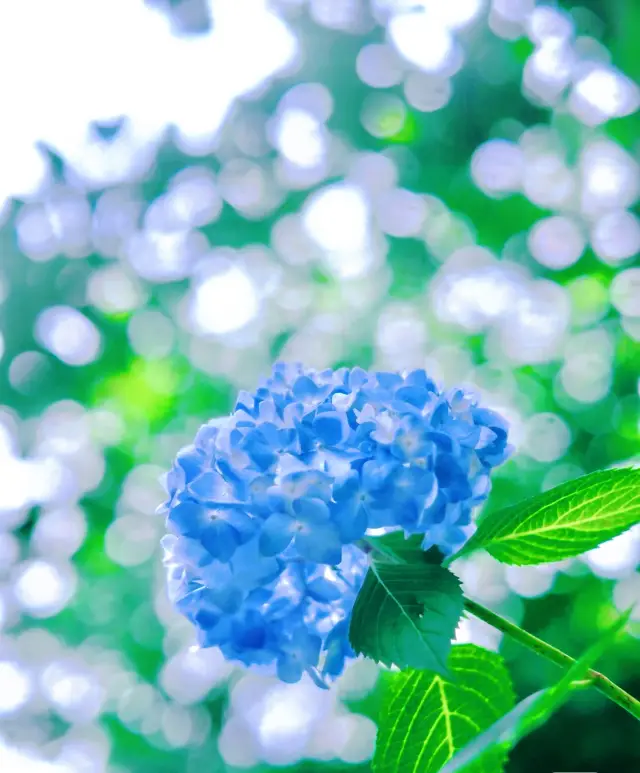 Suzhou Tourism | Suzhou's Newly Popular Spot - Shangfangshan Hydrangea Wall