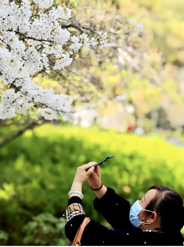 Spring has arrived, come to Xi'an to enjoy the cherry blossoms