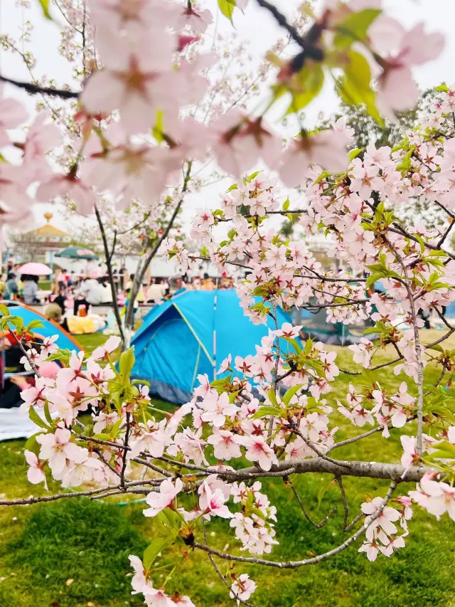 무료 우한 이 8개의 절경 벚꽃 감상지, 정말 사진이 잘 나와요!