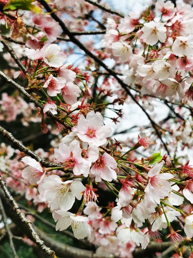 春日顶流的靜安雕塑公園櫻花季