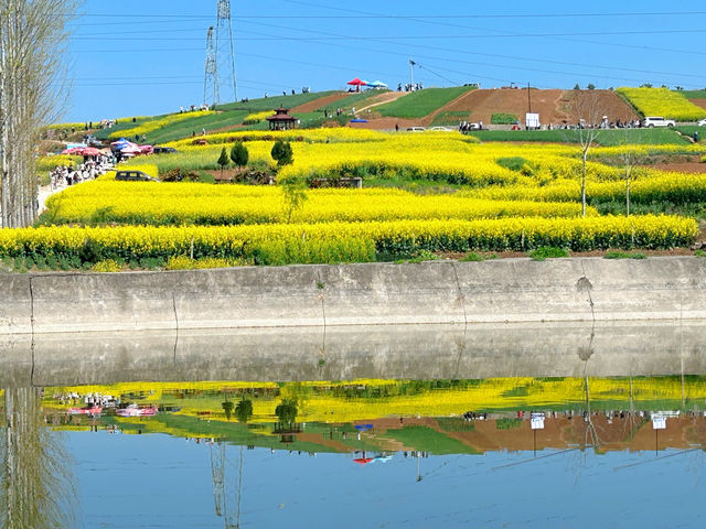 親子一日遊|誰還沒有去洋縣看油菜花海