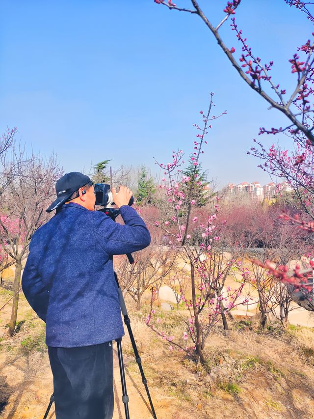 四處觀賞梅園，玉梅、紅梅、杏花齊放