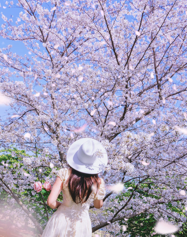 這個週末，包下一整片染井吉野櫻花林的快樂