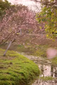 海珠濕地公園宮粉紫荊和櫻花競相綻放！