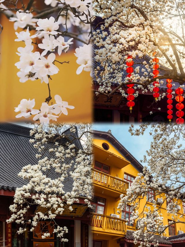 穿越時空的浪漫邂逅——杭州法喜寺500年古玉蘭賞花全攻略