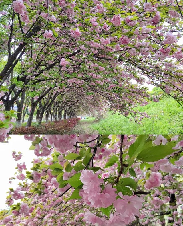 晚櫻隧道