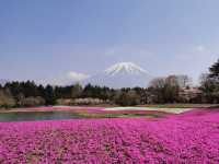 富士山下的芝樱節