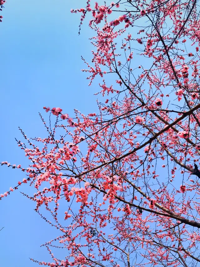 Flowers are blooming everywhere, where should I go to enjoy the flowers first?