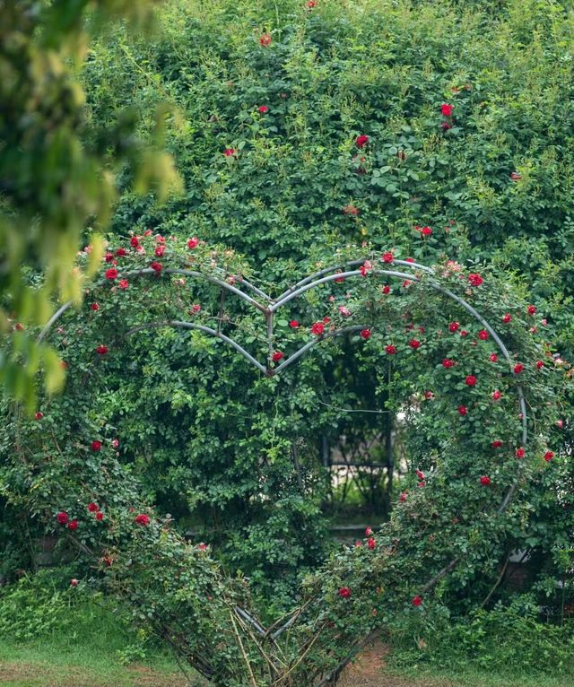 長沙·省植物園|共赴一場關於春天的浪漫花事春天有約 鮮花不誤