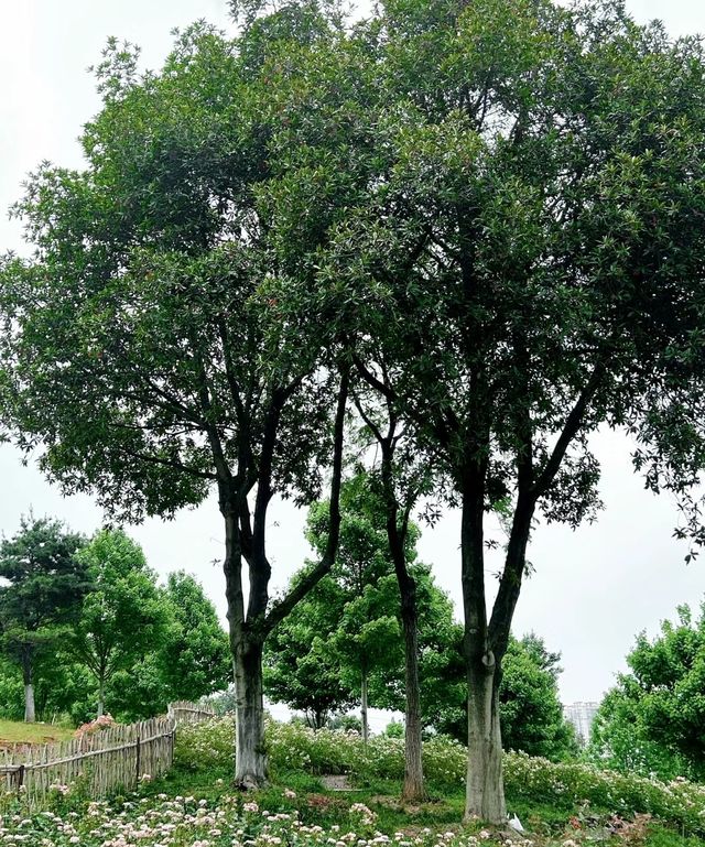 五一一定要逛完這裡再離開長沙，不然太遺憾