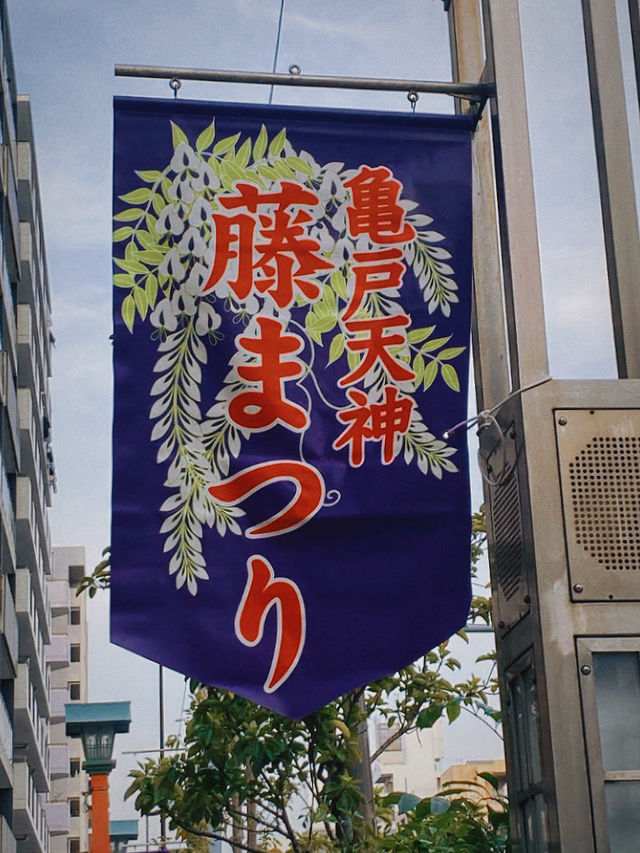 尋紫探花就在龜戶天神社，紫藤花開正當時！