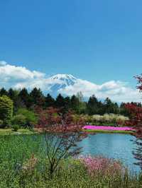 富士本栖湖·限定芝櫻祭。