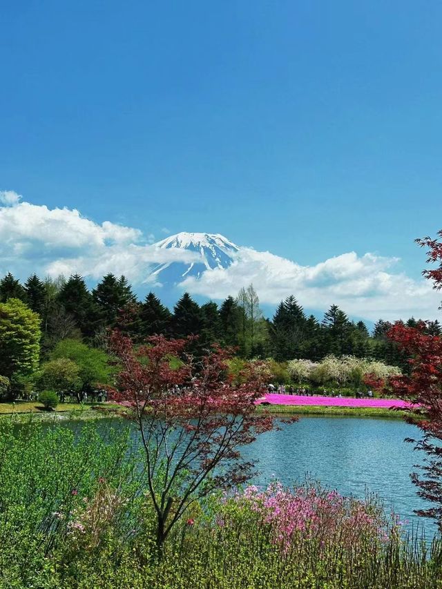 富士本栖湖·限定芝櫻祭。