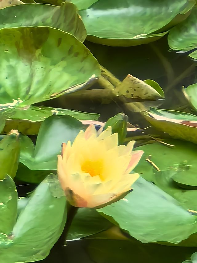 福州茶亭公園之荷花三弄