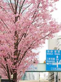 東京景點｜澀谷三丁目的櫻花