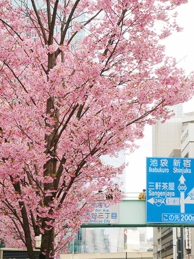 東京景點｜澀谷三丁目的櫻花