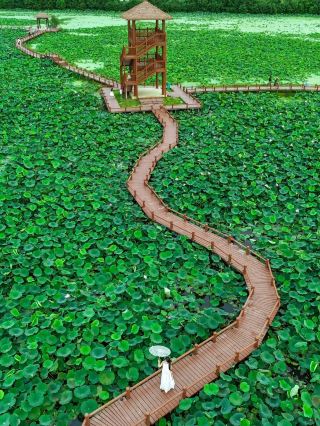 Wuhan's lotus pond spans a magnificent thousand acres, leaving visitors in awe