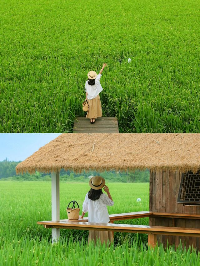 在成都周邊拍到了漫畫裡的稻田！跟喜洲似的！|||