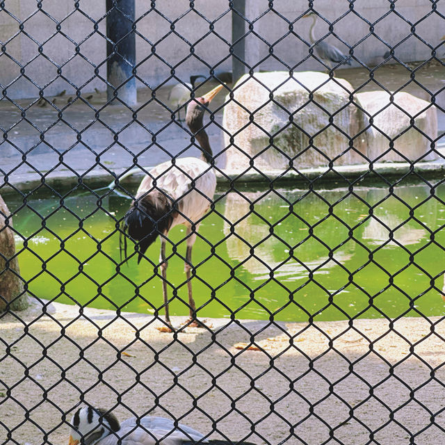 「中山公園」：免費入場，中式風格庭院，還有動物園和相親角