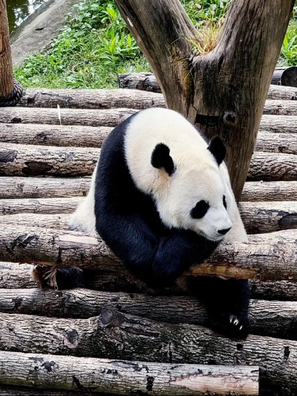 Shenyang forest Zoo