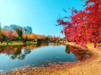 丁香公園。