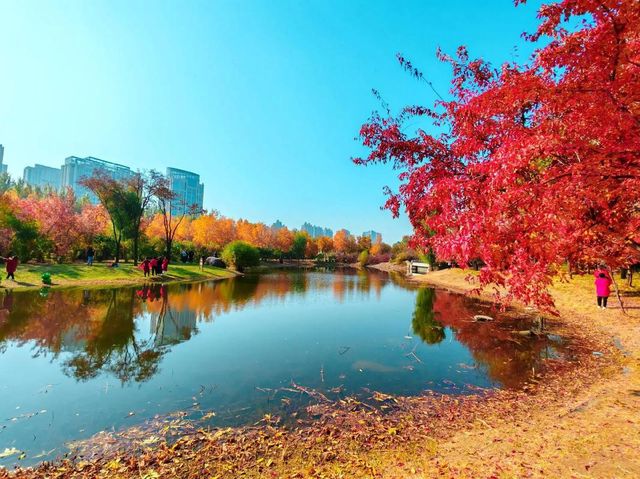 丁香公園。