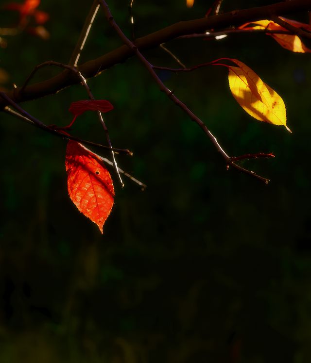 秋日濃度播報｜這是我花150元看到的風景。