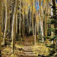 Colorado Fall Colors 