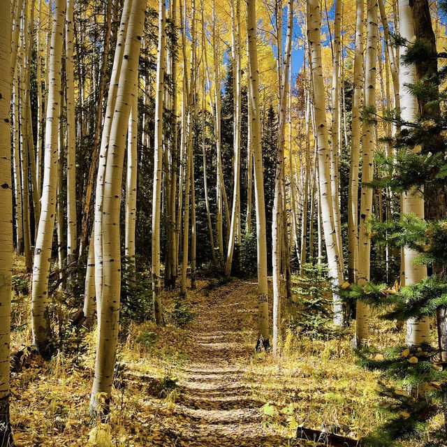 Colorado Fall Colors 