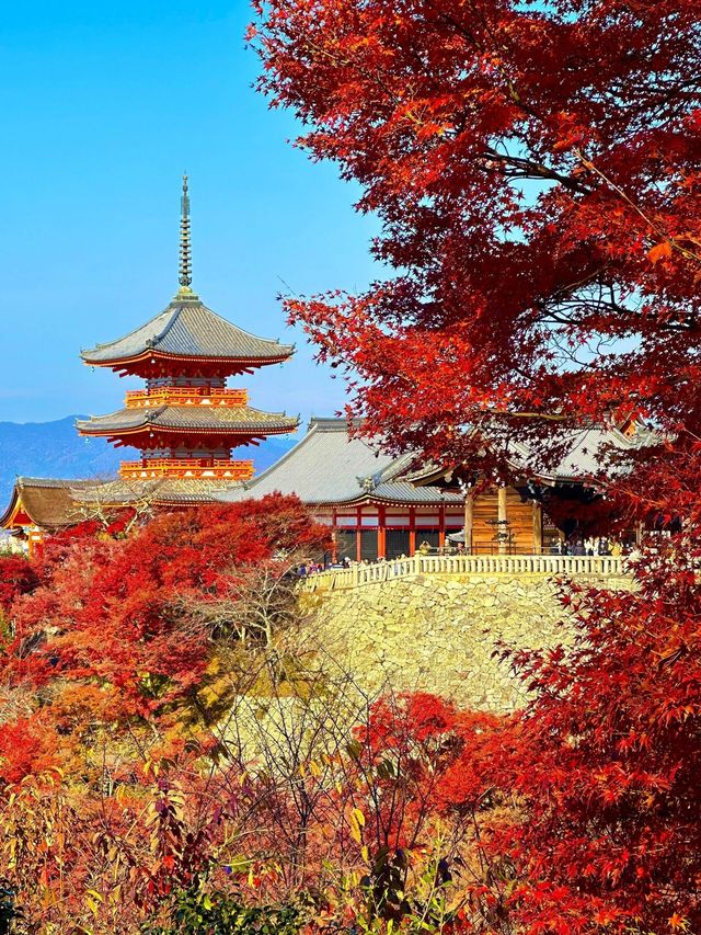 京都金閣寺。