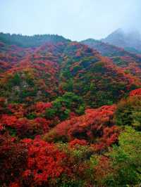 濰坊青州黃花溪 | 絕美秋景，邂逅自然之美。