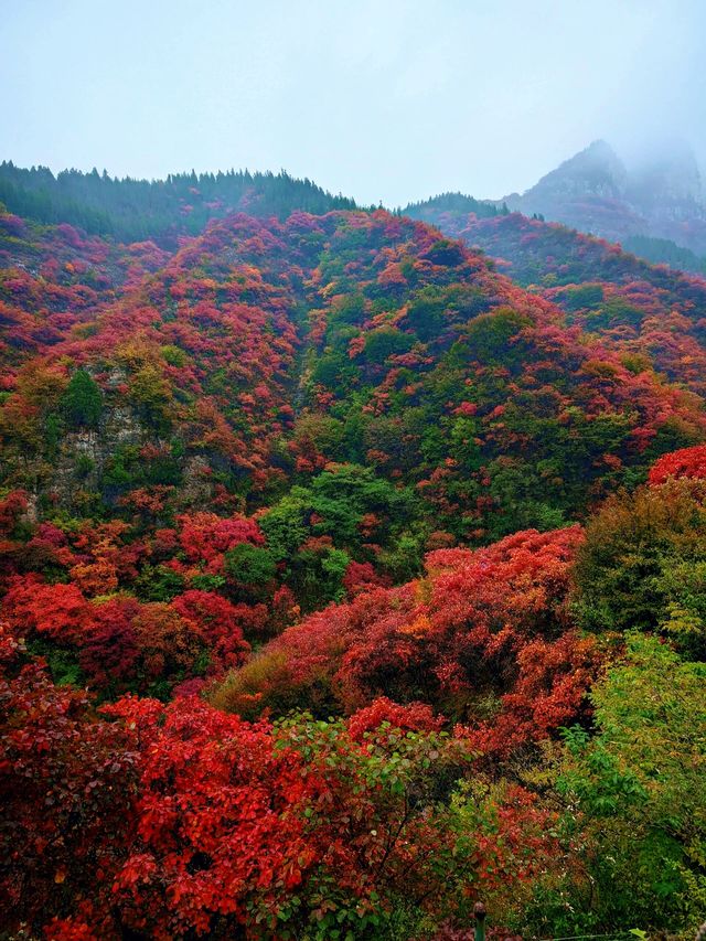 濰坊青州黃花溪 | 絕美秋景，邂逅自然之美。