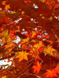 11月5日實況 紫竹院紅葉已全面登場。