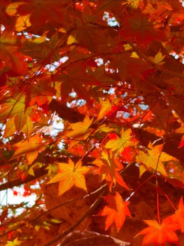 11月5日實況 紫竹院紅葉已全面登場。