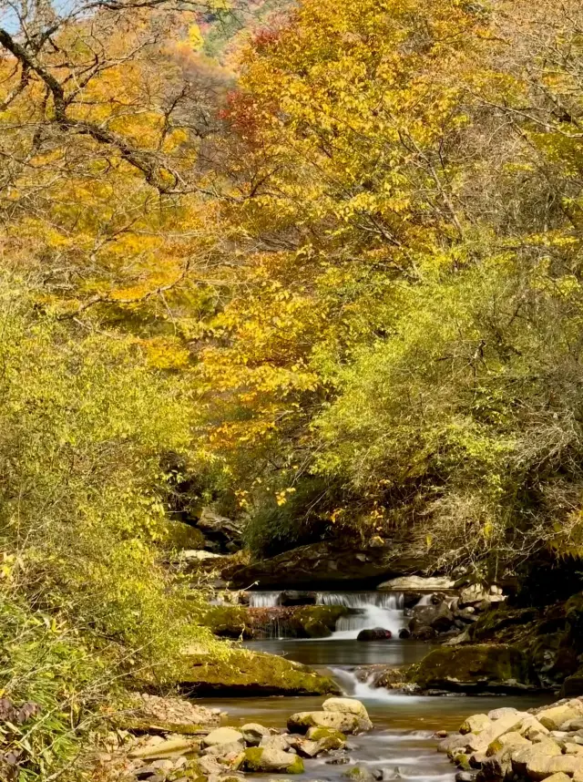 Sichuan Bazhong | China's No. 1 Red Leaf Mountain.