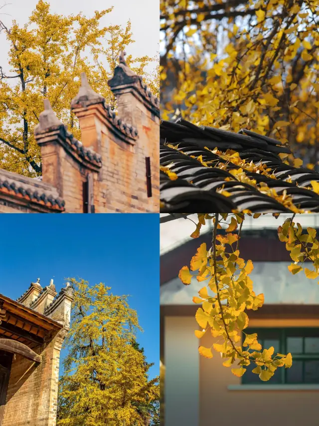 Ginkgo trees never fail to deliver in autumn, so come and see Guangzhou in the fall. 