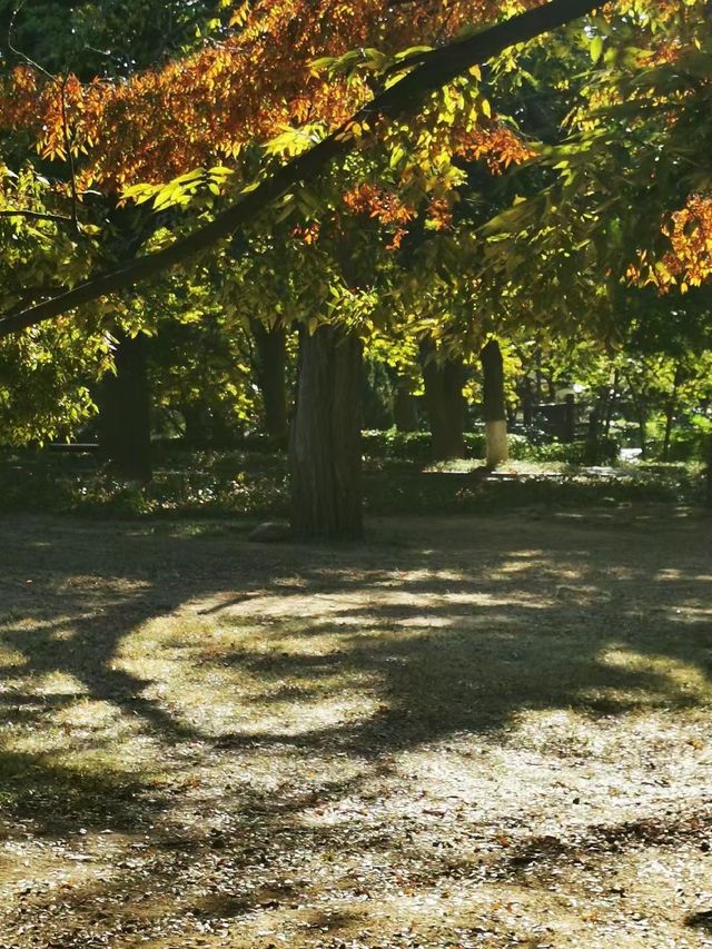 去青島中山公園賞秋。