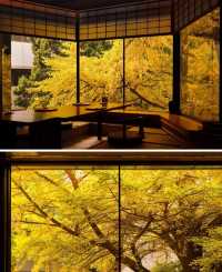 北京銀杏 | 首都賓館已經美成這樣了！。