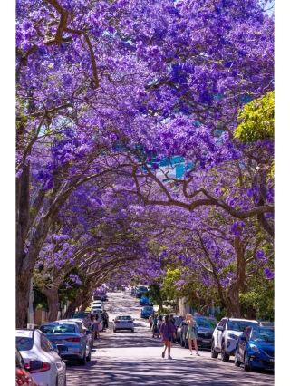 A Street of Endless Jacarandas: Sydney's Most Beautiful Street