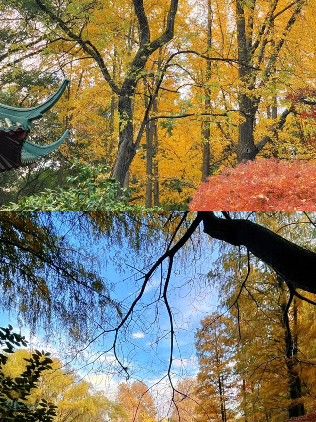 被嚴重低估的上海小眾賞楓地中山公園。